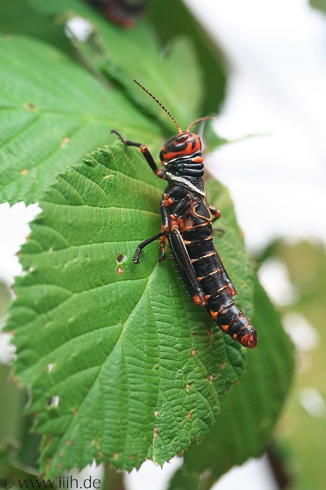 Tropidacris collaris