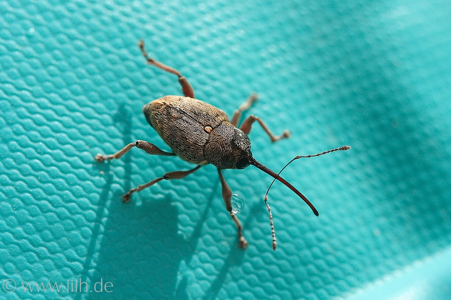 Curculio glandium