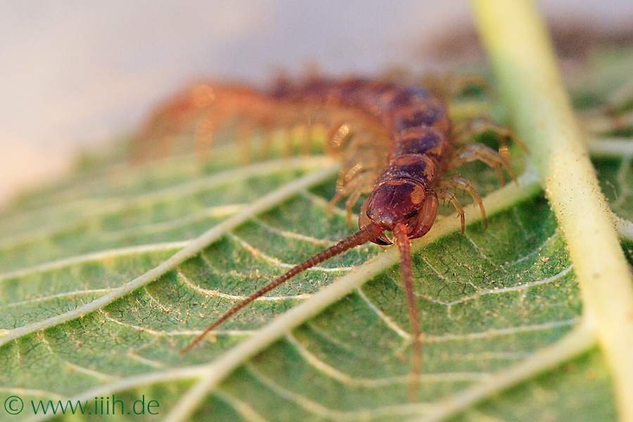 Lithobius forficatus